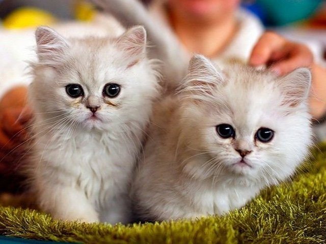 Породы кошек в Краснокамске | ЗооТом портал о животных