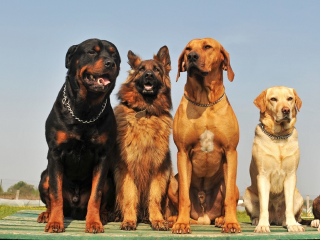Крупные породы собак в Краснокамске | ЗооТом портал о животных