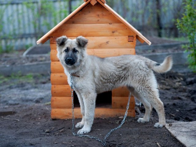 Все о собаках в Краснокамске